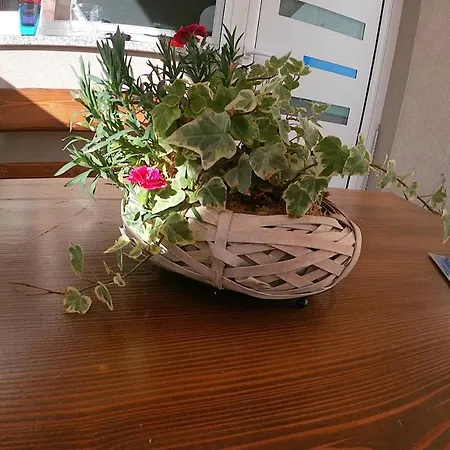 Apartament Tiktok