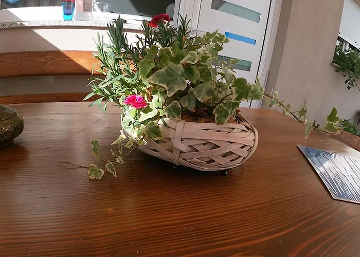 Apartment Tiktok